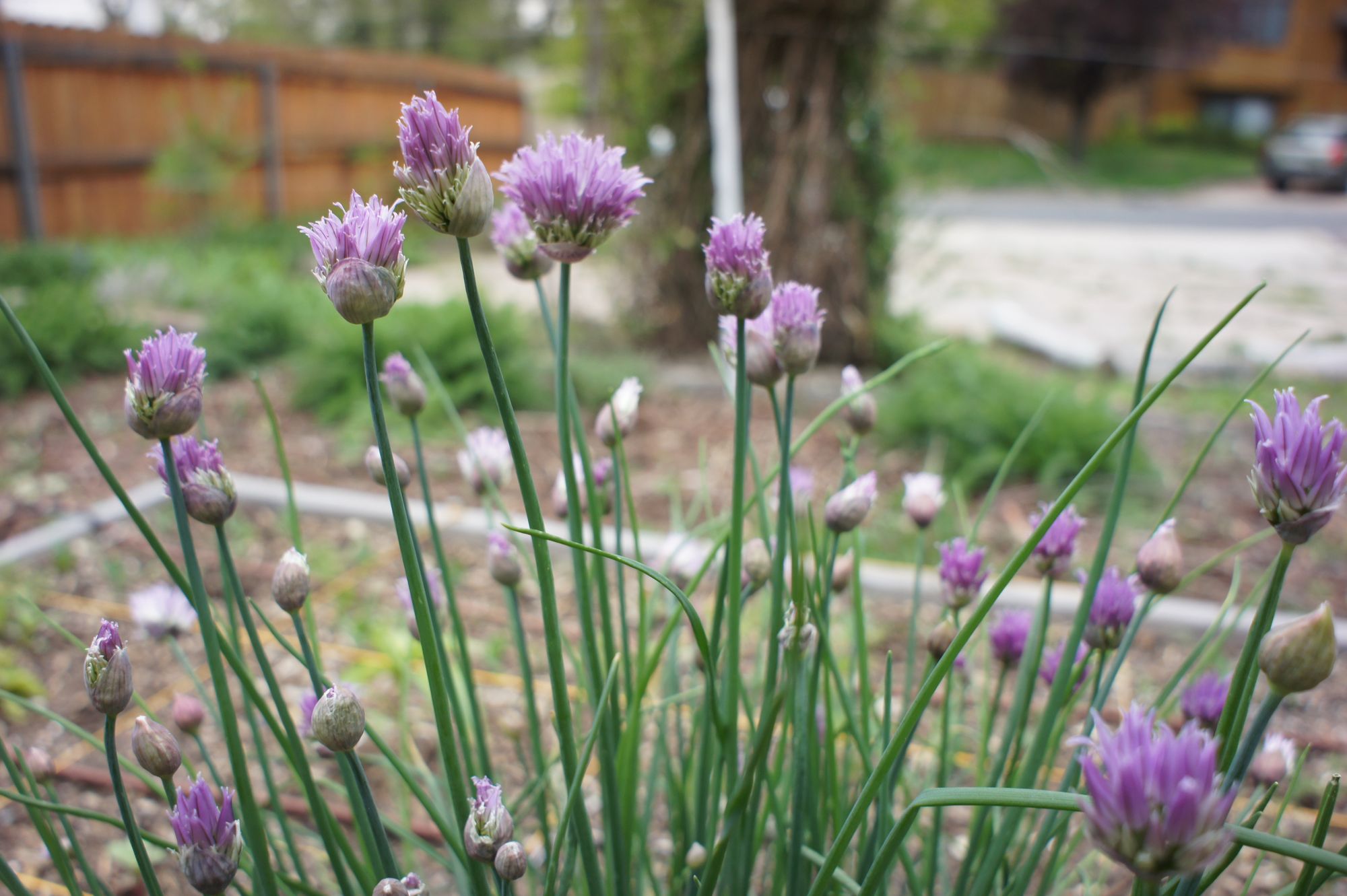 Slicing Chives